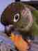 Conure