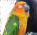 Conure