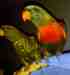 Lory / Lorikeet