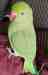 Indian Ringneck Parakeet