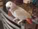 African Grey
