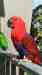 Eclectus