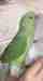 Indian Ringneck Parakeet