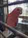 Galah Cockatoo