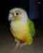 Conure