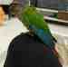 Conure