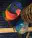 Lory / Lorikeet