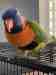 Lory / Lorikeet