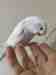 Budgerigar
