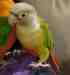Conure