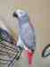 African Grey