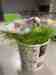 Budgerigar