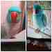 Indian Ringneck Parakeet