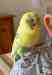 Budgerigar