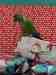 Conure