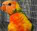 Lory / Lorikeet