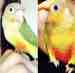 Conure