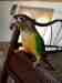 Conure