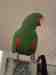 Eclectus