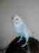 Budgerigar