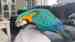 Macaw