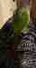 Conure