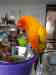 Conure