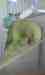 Indian Ringneck Parakeet