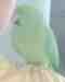 Parrotlet