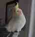 Cockatiel