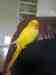 Indian Ringneck Parakeet