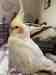 Cockatiel