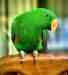 Eclectus