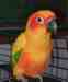 Conure