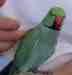 Indian Ringneck Parakeet