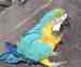 Macaw