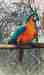 Macaw