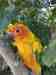 Conure