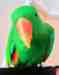 Eclectus