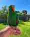 Eclectus