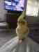 Cockatiel