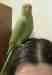 Indian Ringneck Parakeet