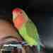 Lovebird