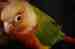 Conure