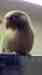 Conure