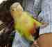 Conure