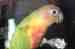 Conure