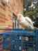 Corella Cockatoo