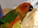 Conure