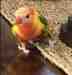 Lory / Lorikeet